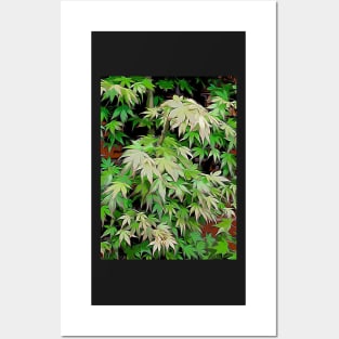 Green leaves with red edge Posters and Art